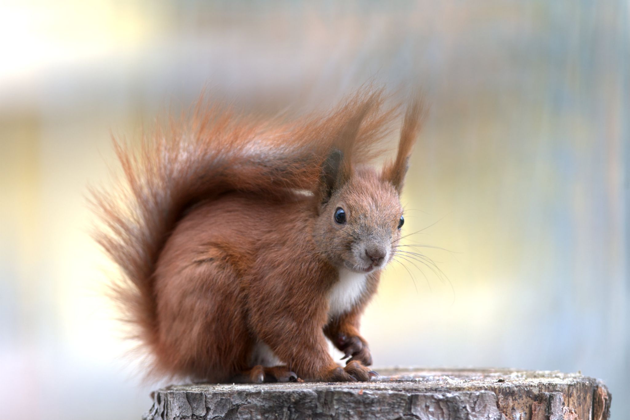 @Berlin20210325 - Covid Visitor